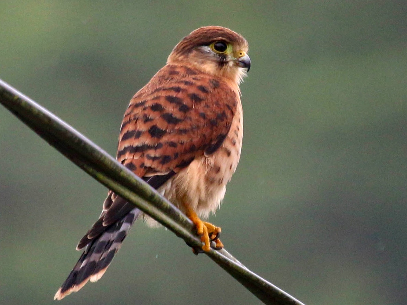 Seychelles Kestrel - Allison Miller