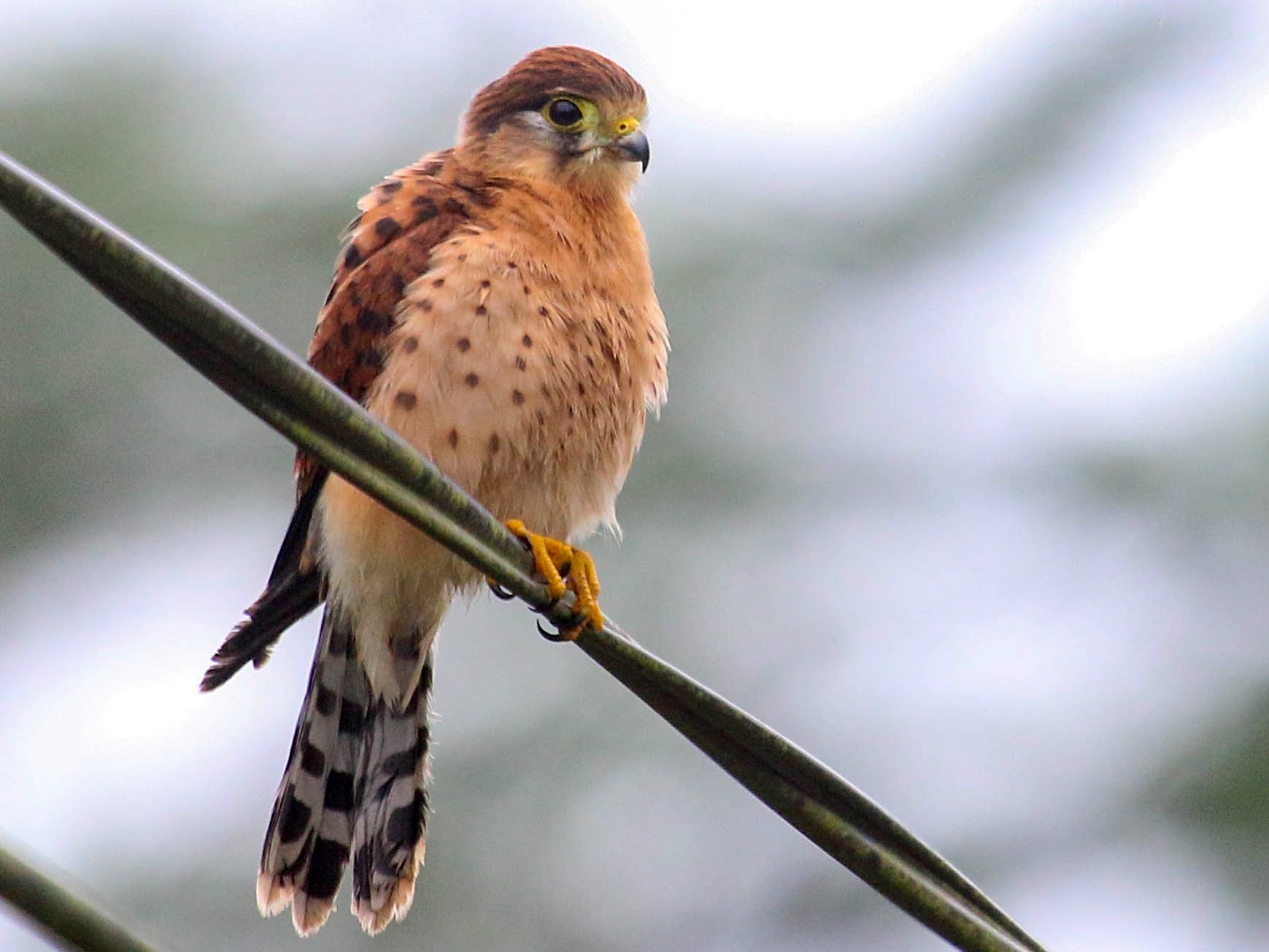Seychelles Kestrel Ebird