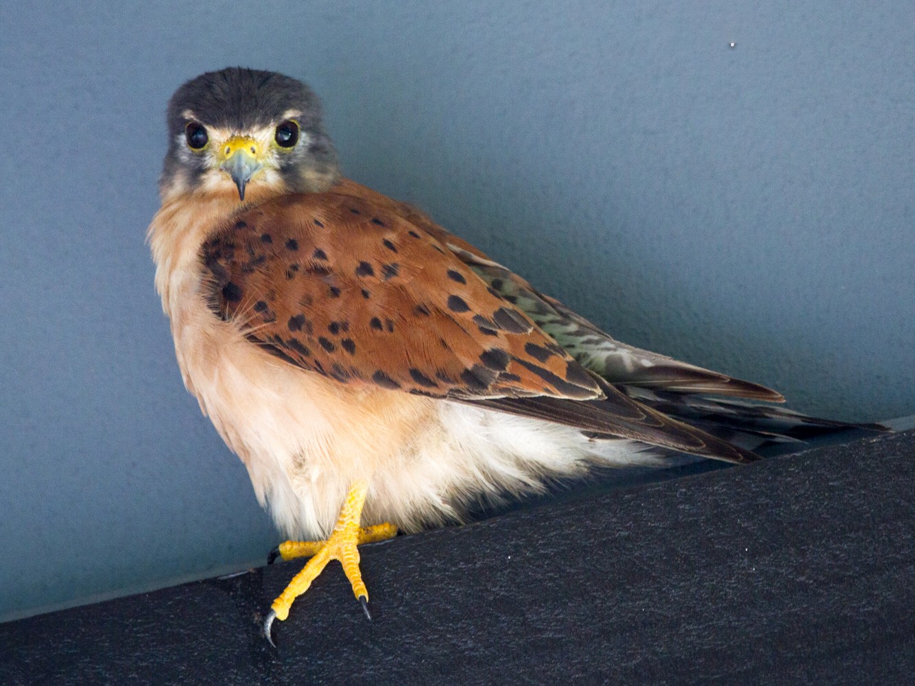 Seychelles Kestrel - Christophe Gouraud