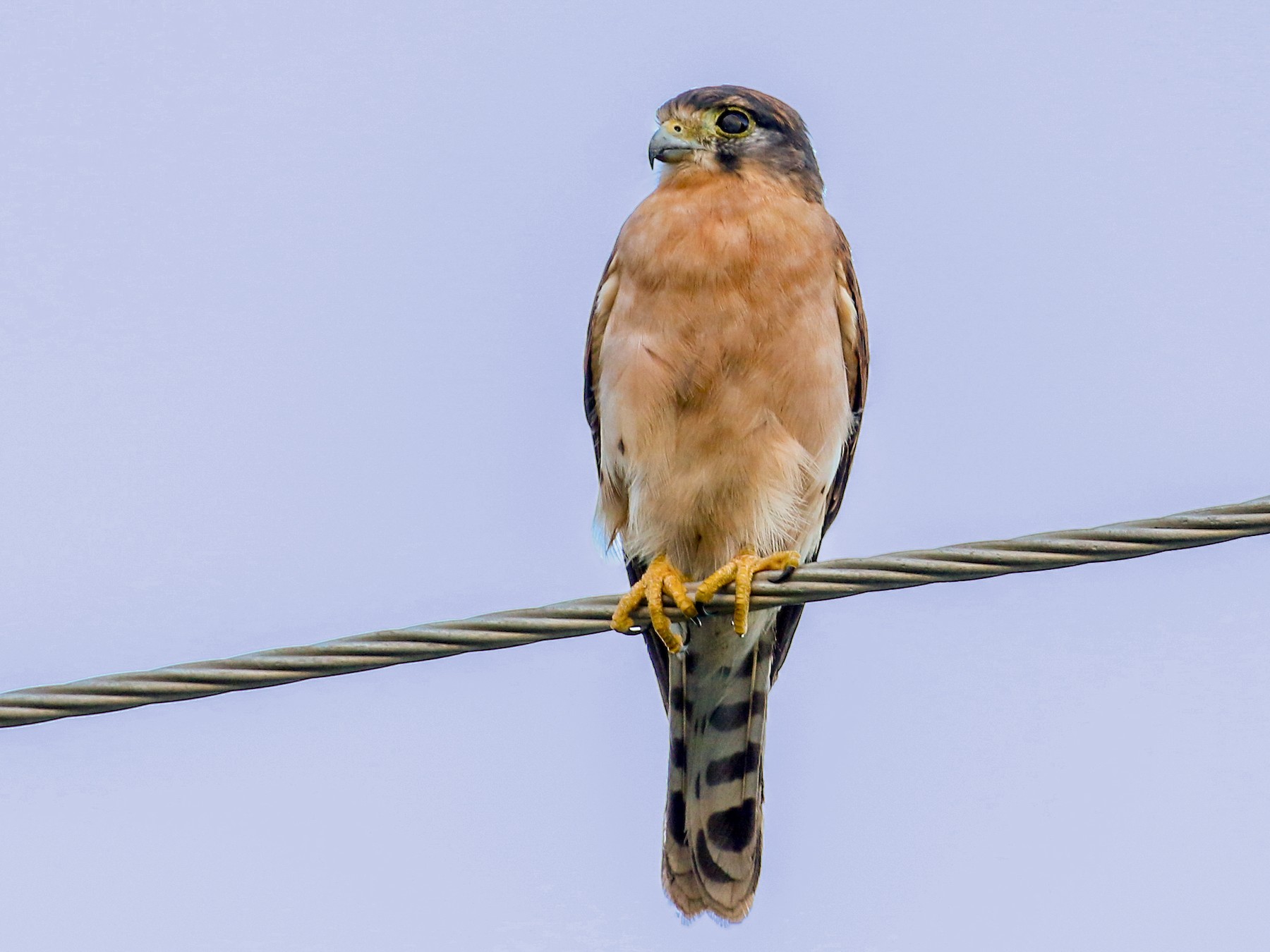 Seychelles Kestrel - Tommy Pedersen