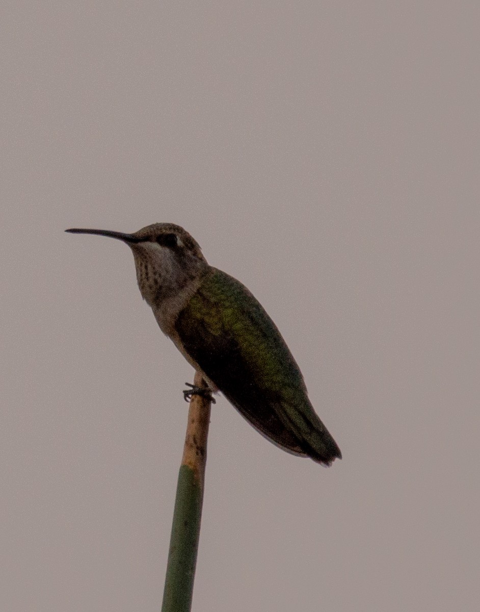 Black-chinned Hummingbird - ML260648111