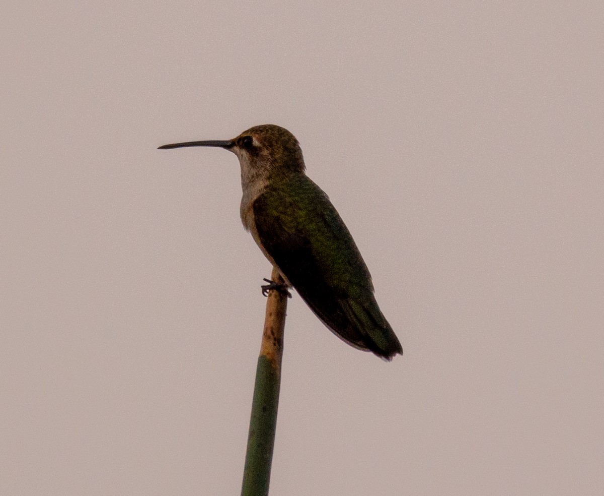 Black-chinned Hummingbird - Joe Tuvell