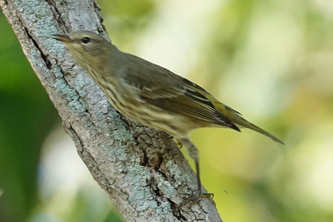 Cape May Warbler - ML260650431