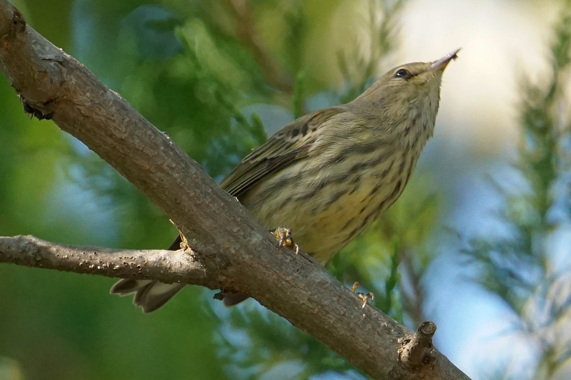 Cape May Warbler - ML260650441