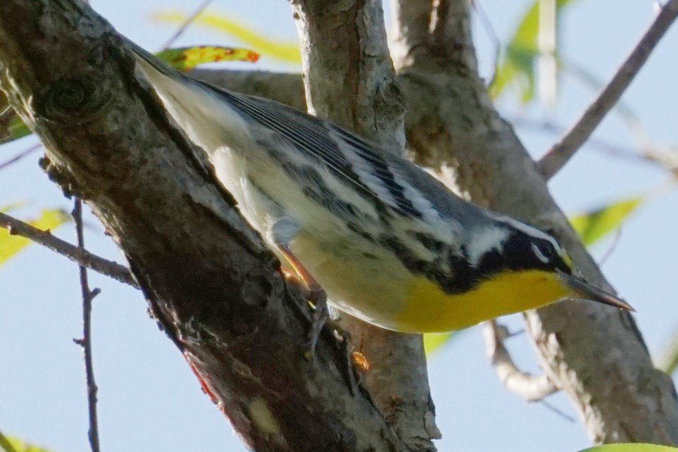 Yellow-throated Warbler - Matthew Crittenden