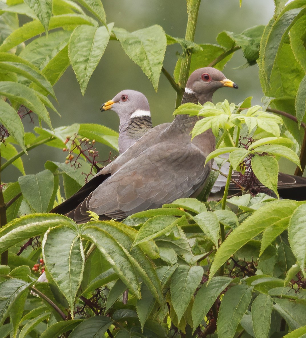 Band-tailed Pigeon - Roger Windemuth