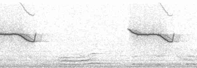 Breitspiegel-Nachtschwalbe - ML260665