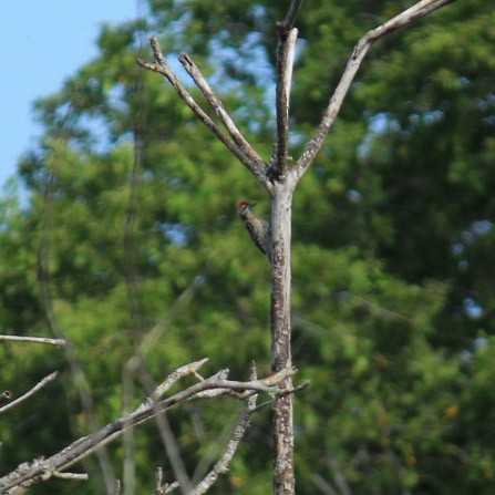 Ladder-backed Woodpecker - ML260665951