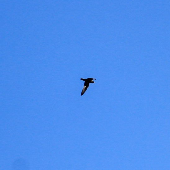 Peregrine Falcon (North American) - ML260666031