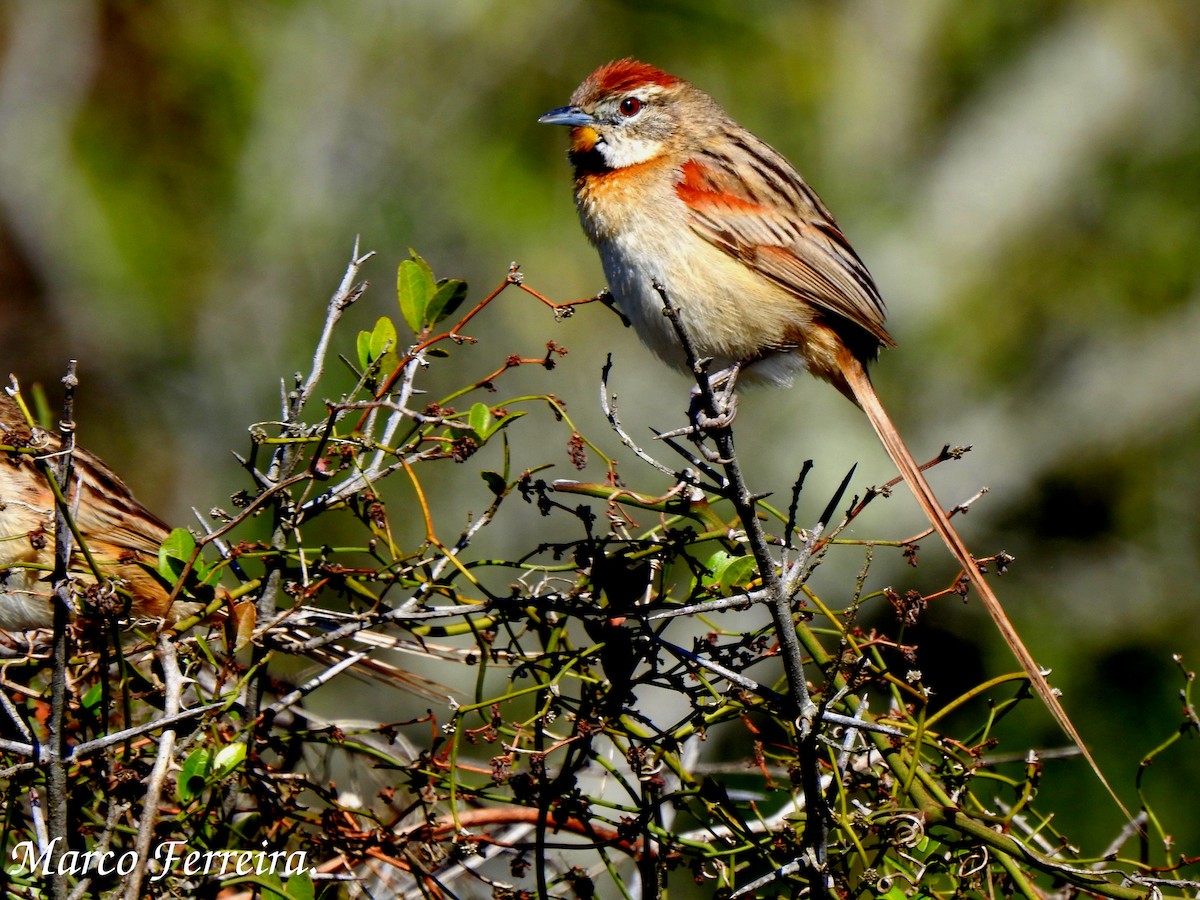 Chotoy Spinetail - Marco  Ferreira