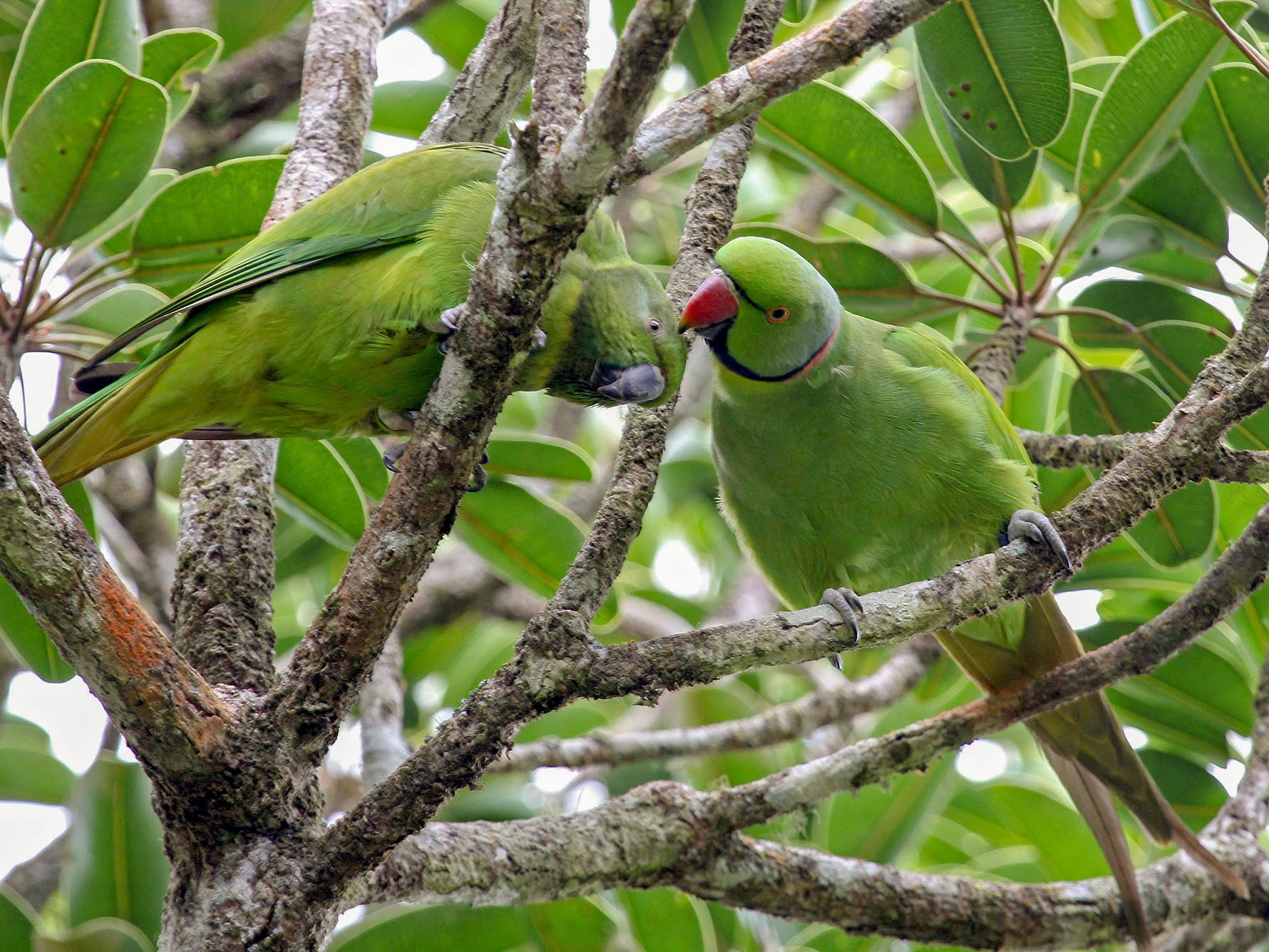 Mauritius parakeet 2024