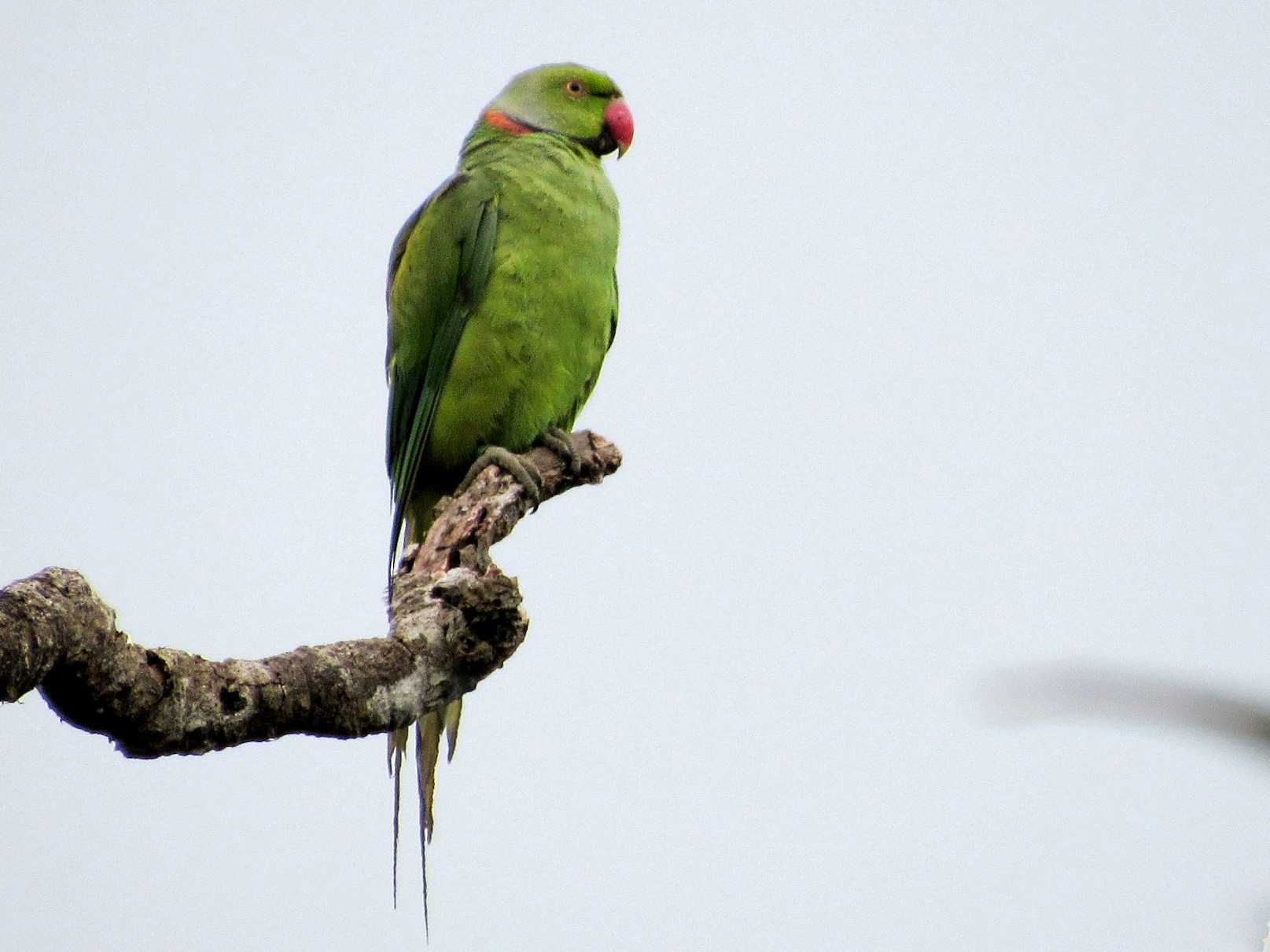 Echo Parakeet - Mark Chao