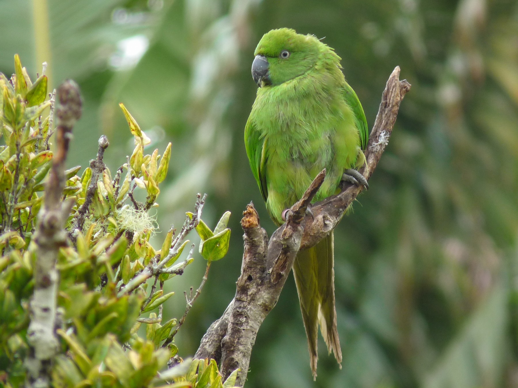 Echo Parakeet - Selvino de Kort