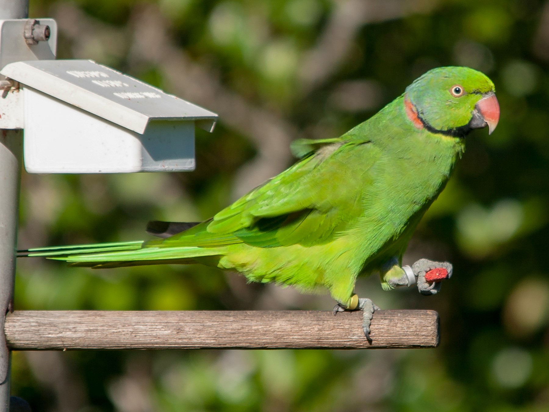 Echo Parakeet - Peter  Steward