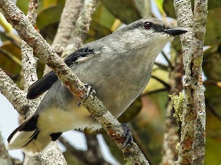  - Mauritius Cuckooshrike