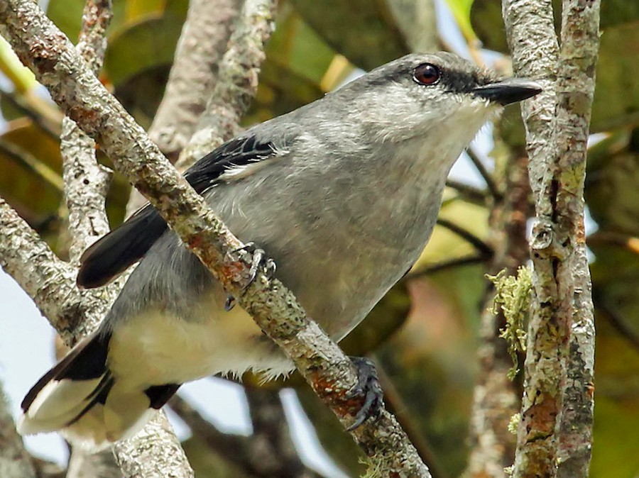 Mauritius Cuckooshrike - eBird