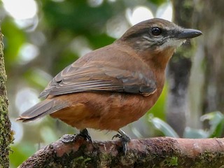  - Mauritius Cuckooshrike