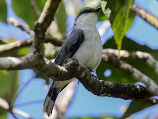  - Mauritius Cuckooshrike