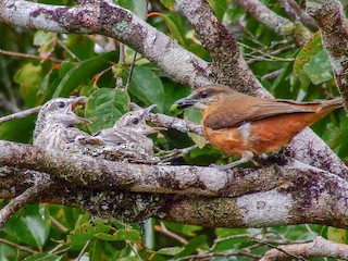 Female and chick - ML260674121