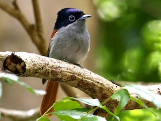  - Mascarene Paradise-Flycatcher