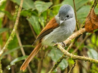  - Mascarene Paradise-Flycatcher