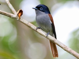  - Mascarene Paradise-Flycatcher