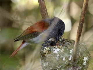  - Mascarene Paradise-Flycatcher