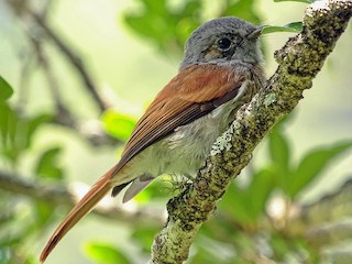  - Mascarene Paradise-Flycatcher