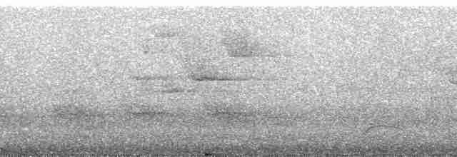 holub slézovoprsý - ML26068