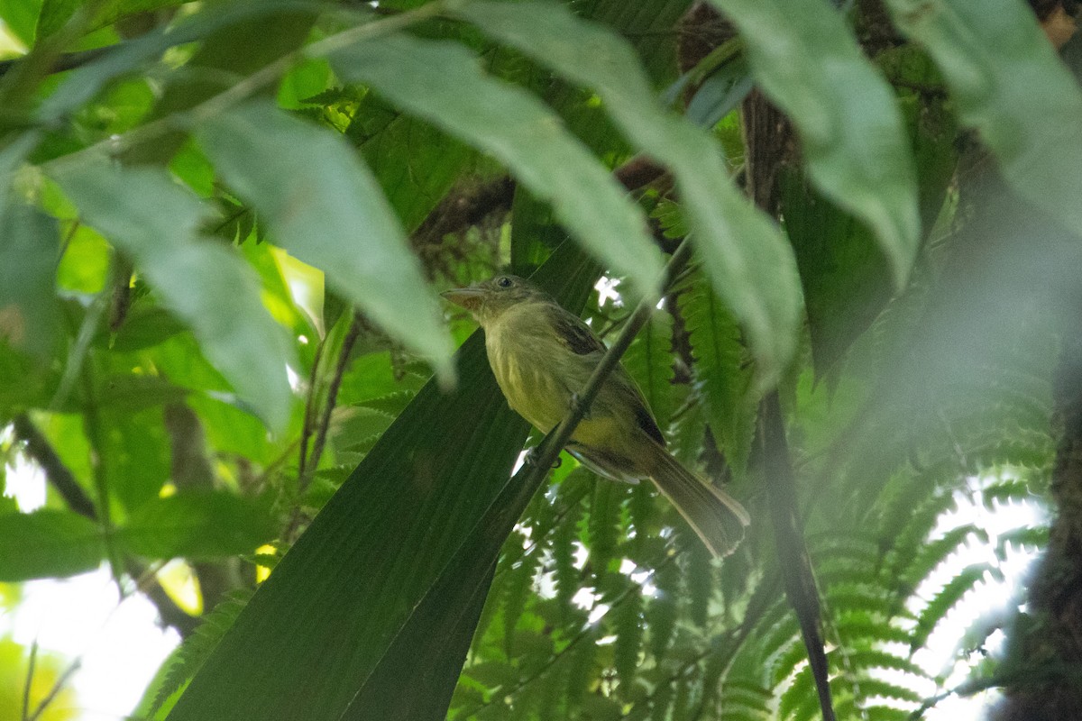 Western Olivaceous Flatbill - ML260681591