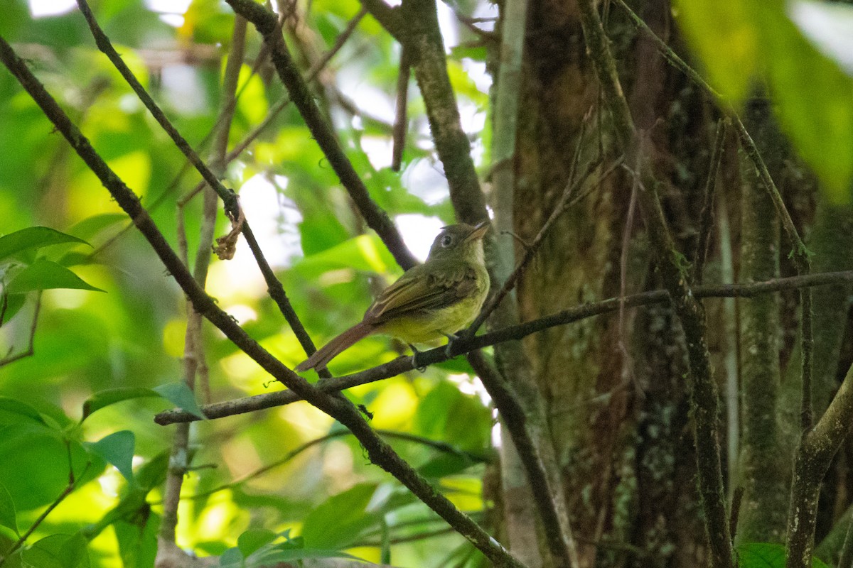Western Olivaceous Flatbill - ML260681771