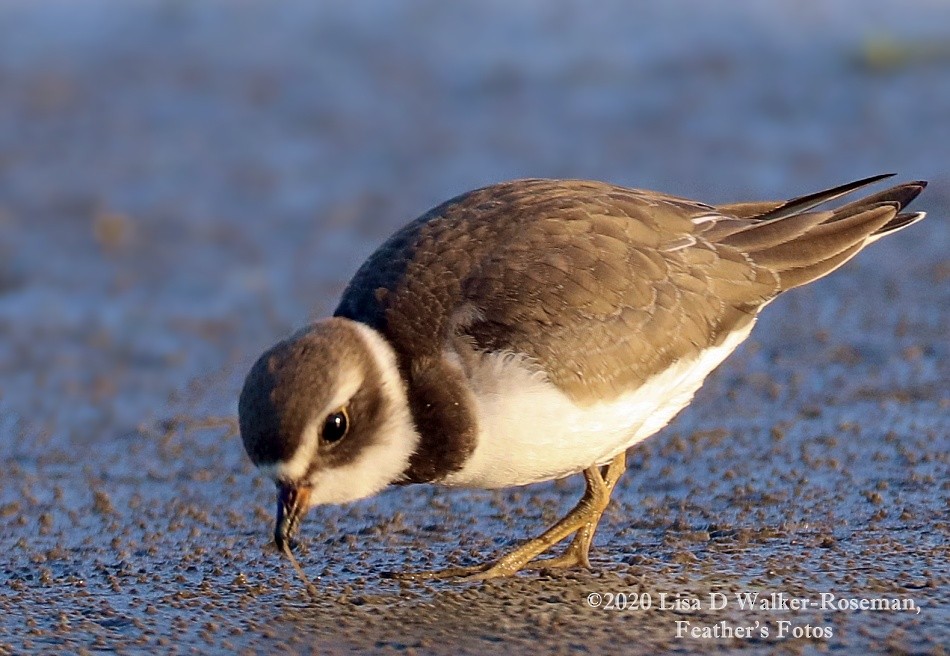 Semipalmated Plover - ML260682271