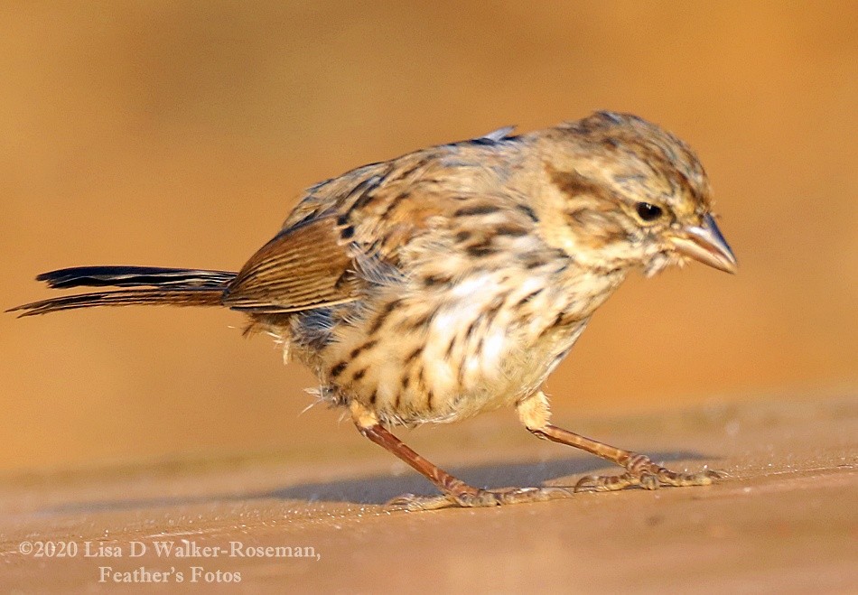 new world sparrow sp. - Lisa Walker-Roseman