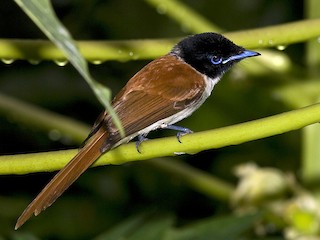 セーシェルサンコウチョウ - eBird