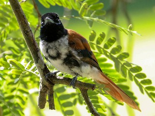 セーシェルサンコウチョウ - eBird