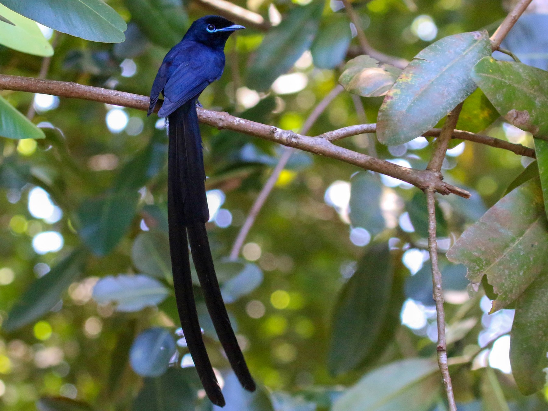 Monarca colilargo de las Seychelles - eBird