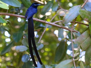 セーシェルサンコウチョウ - eBird