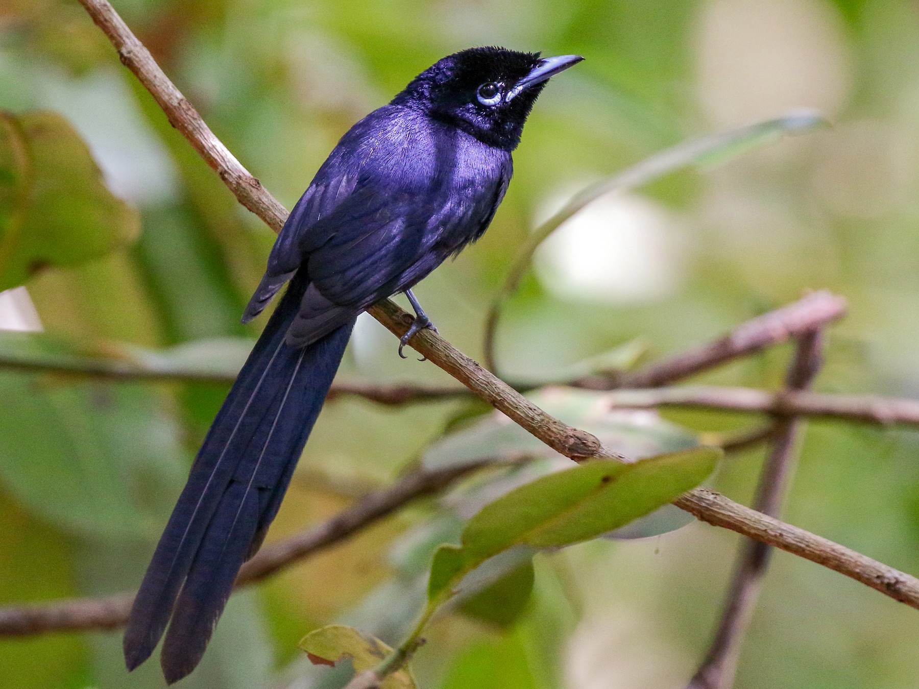 セーシェルサンコウチョウ Ebird