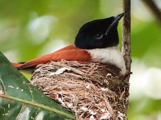 セーシェルサンコウチョウ - eBird