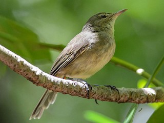  - Seychelles Warbler