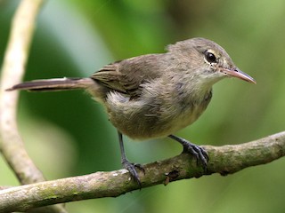  - Seychelles Warbler