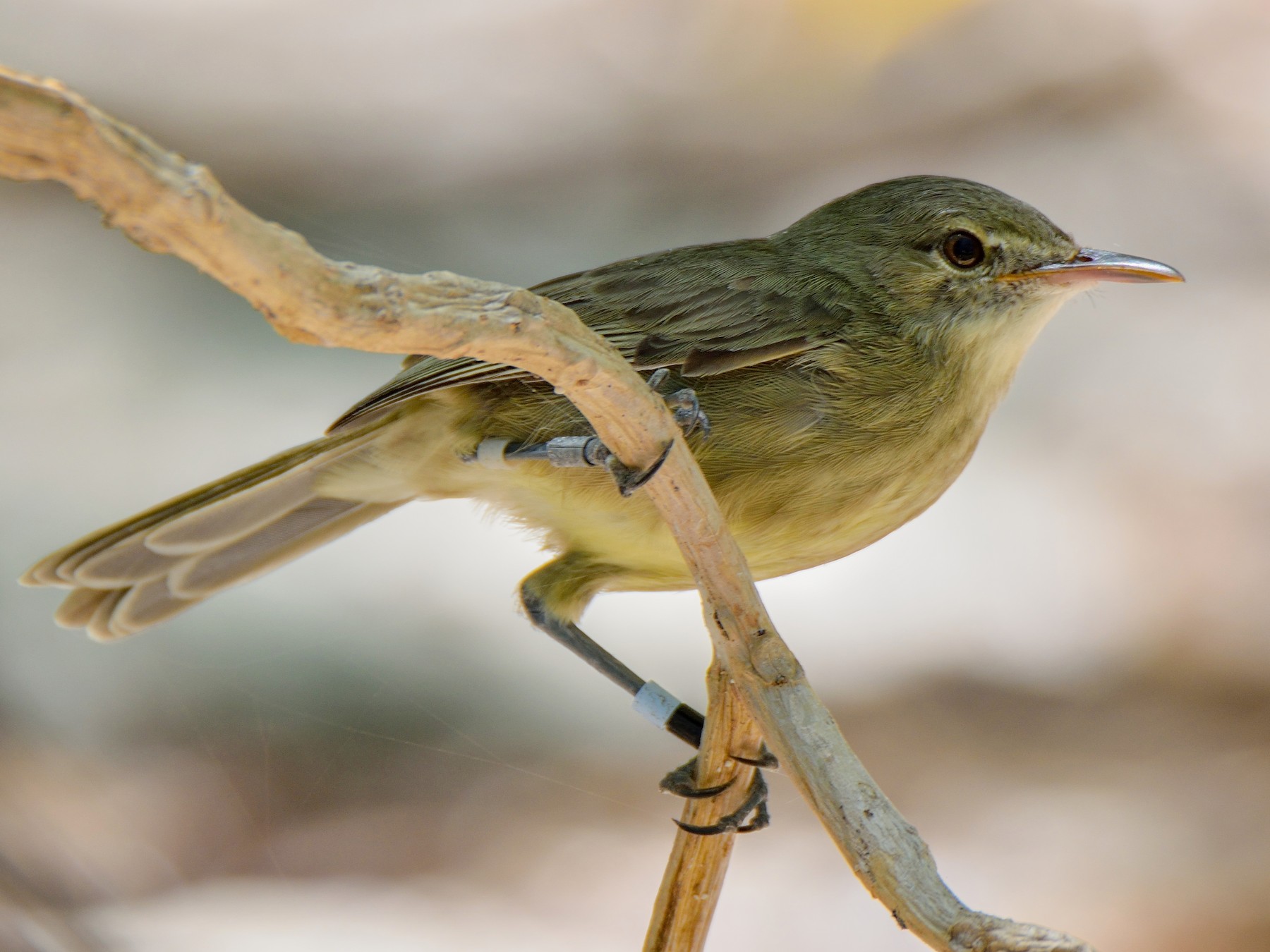 Seychelles Warbler - Ori Davidor