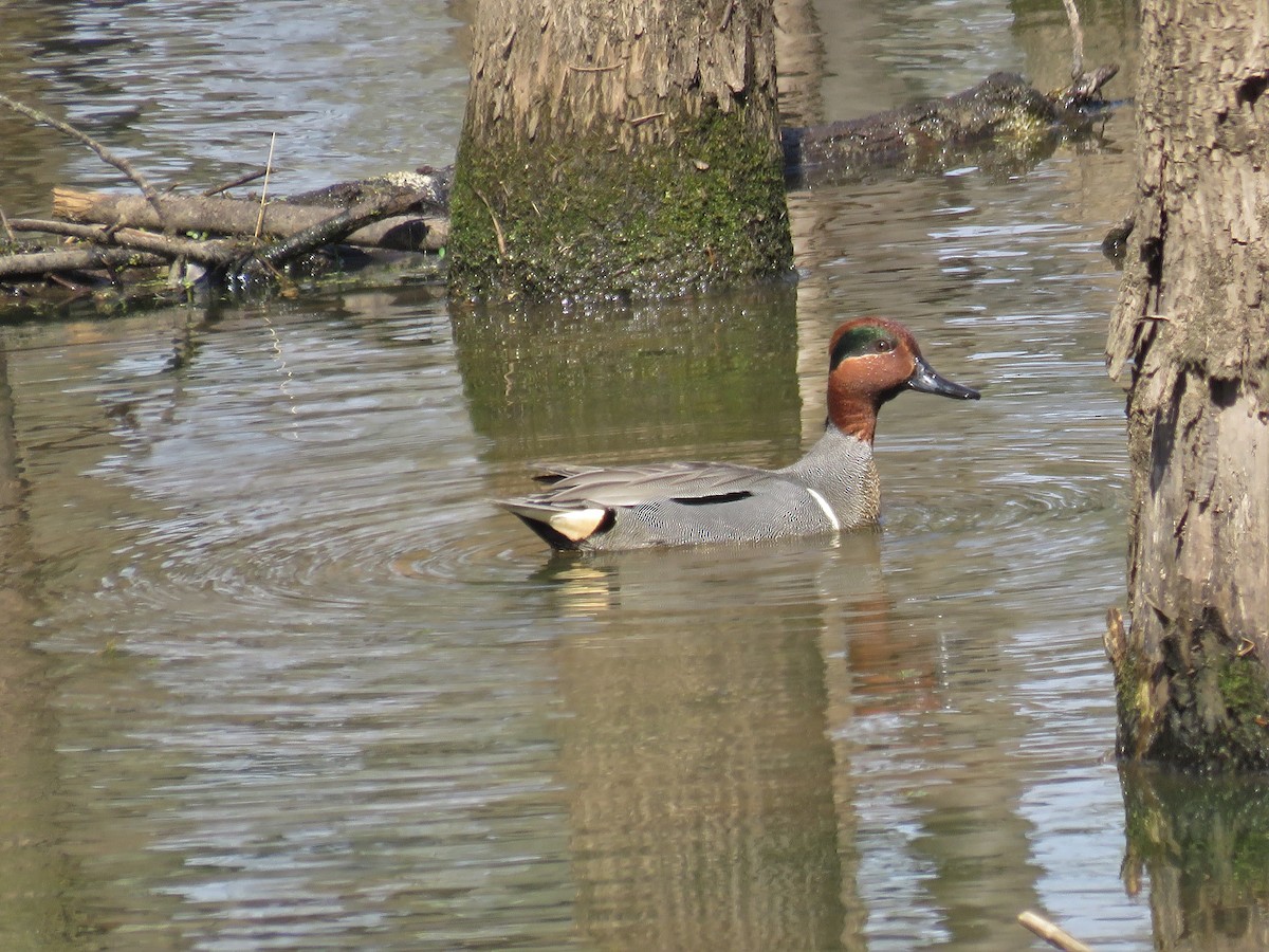 Green-winged Teal - ML26068721
