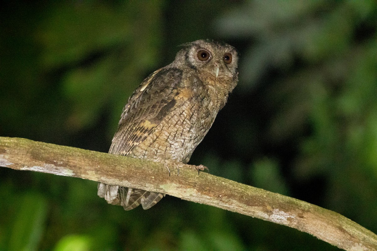 Tawny-bellied Screech-Owl - Thibaud Aronson