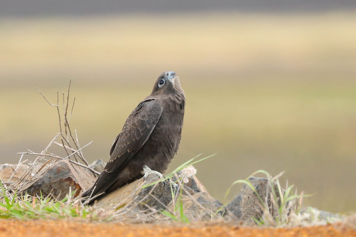 Black Falcon