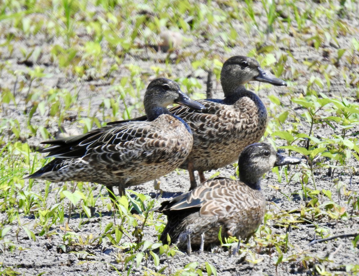 Blue-winged Teal - ML260694701