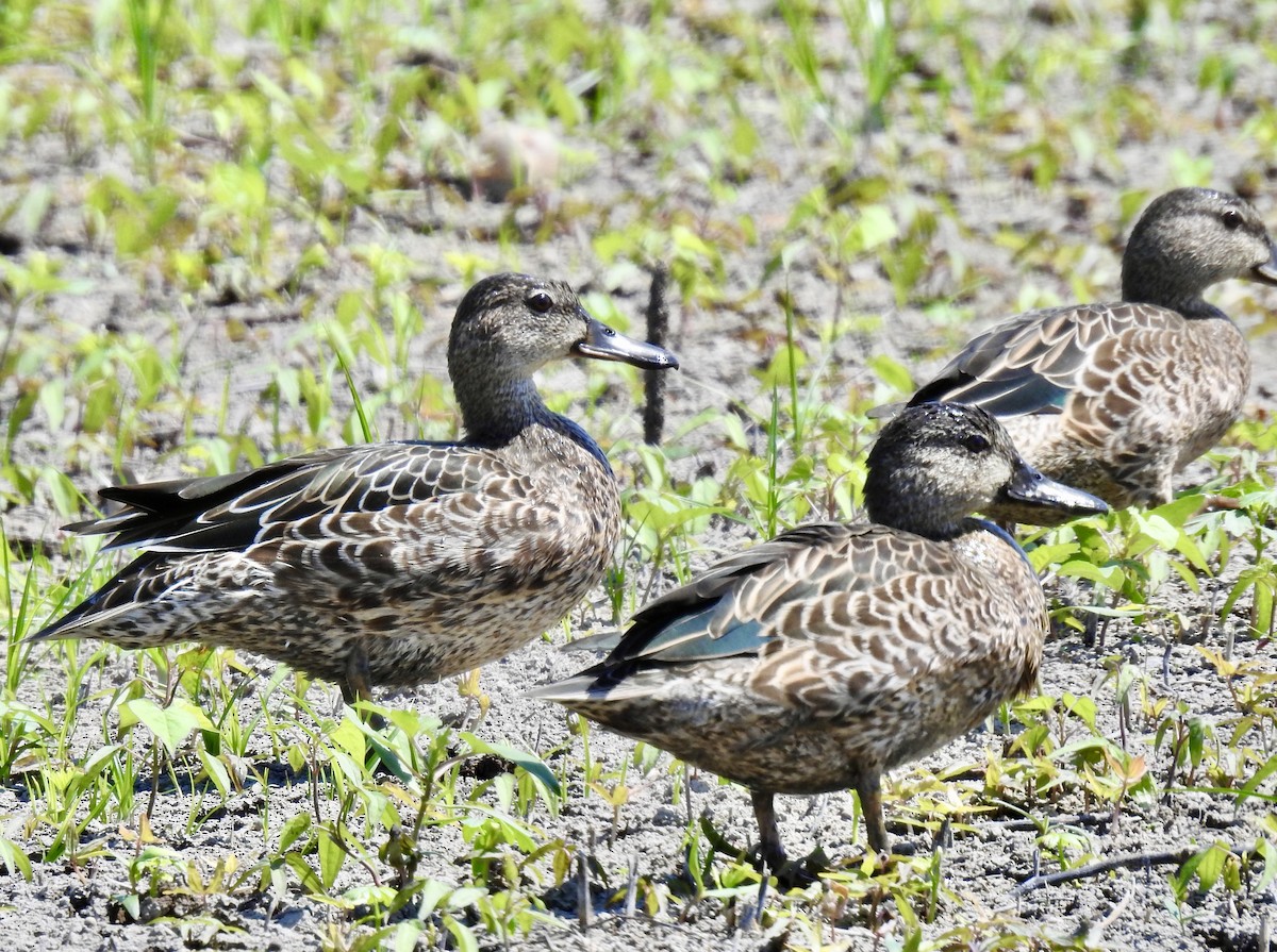 Blue-winged Teal - ML260694831
