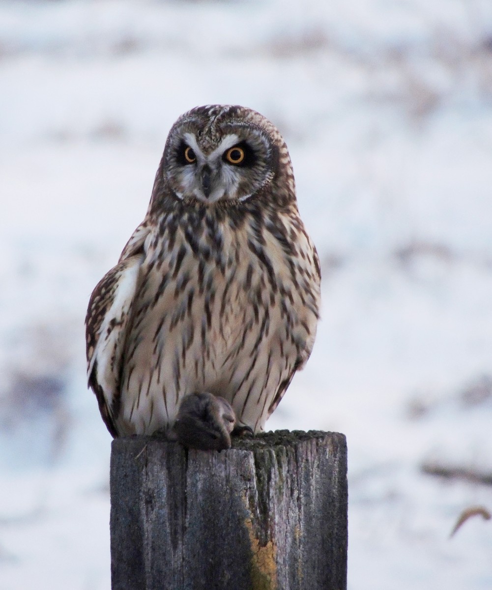 Short-eared Owl - ML26069581