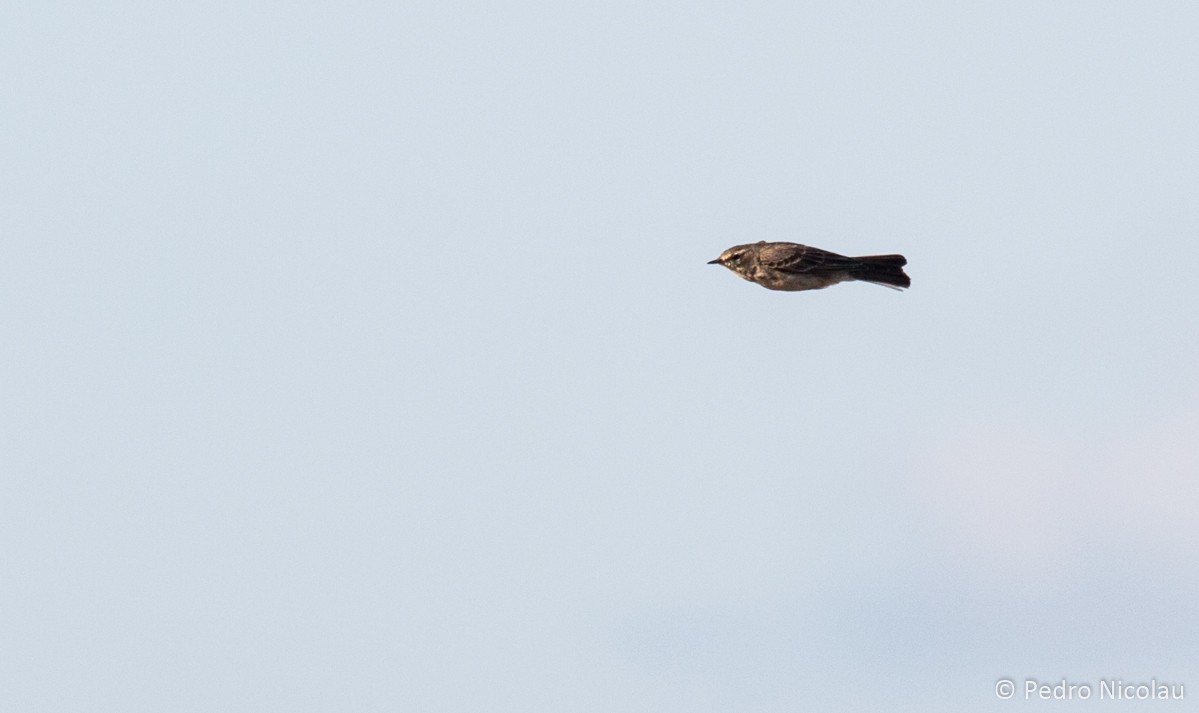 Water Pipit - ML26069751