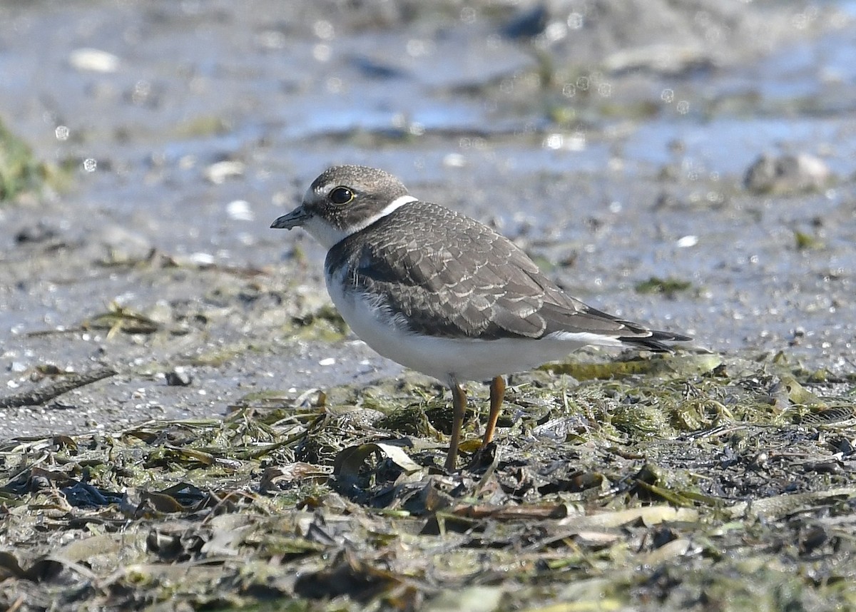 Semipalmated Plover - ML260699121